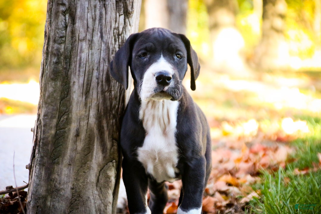 Great Dane dogs for sale: Lilah - Ad 3