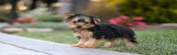Yorkiepoo dogs for sale: Tucker - Ad 9