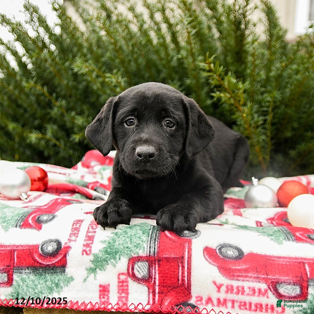 Labrador Retriever dogs for sale: Molly - Ad 3