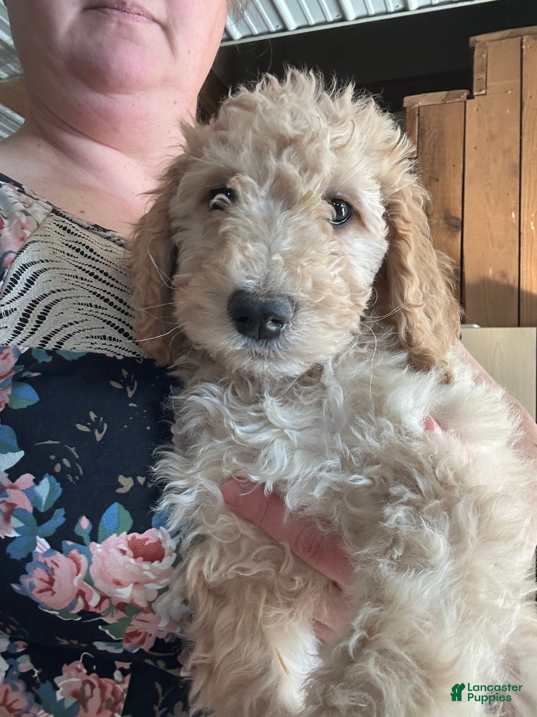 Mixed Breed dogs for sale: Mixed Breed Puppy 1 - Ad 2