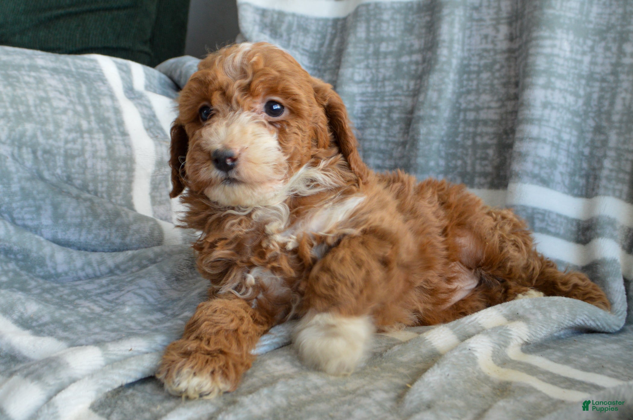 Miniature Poodle dogs Pearl - Ad 38