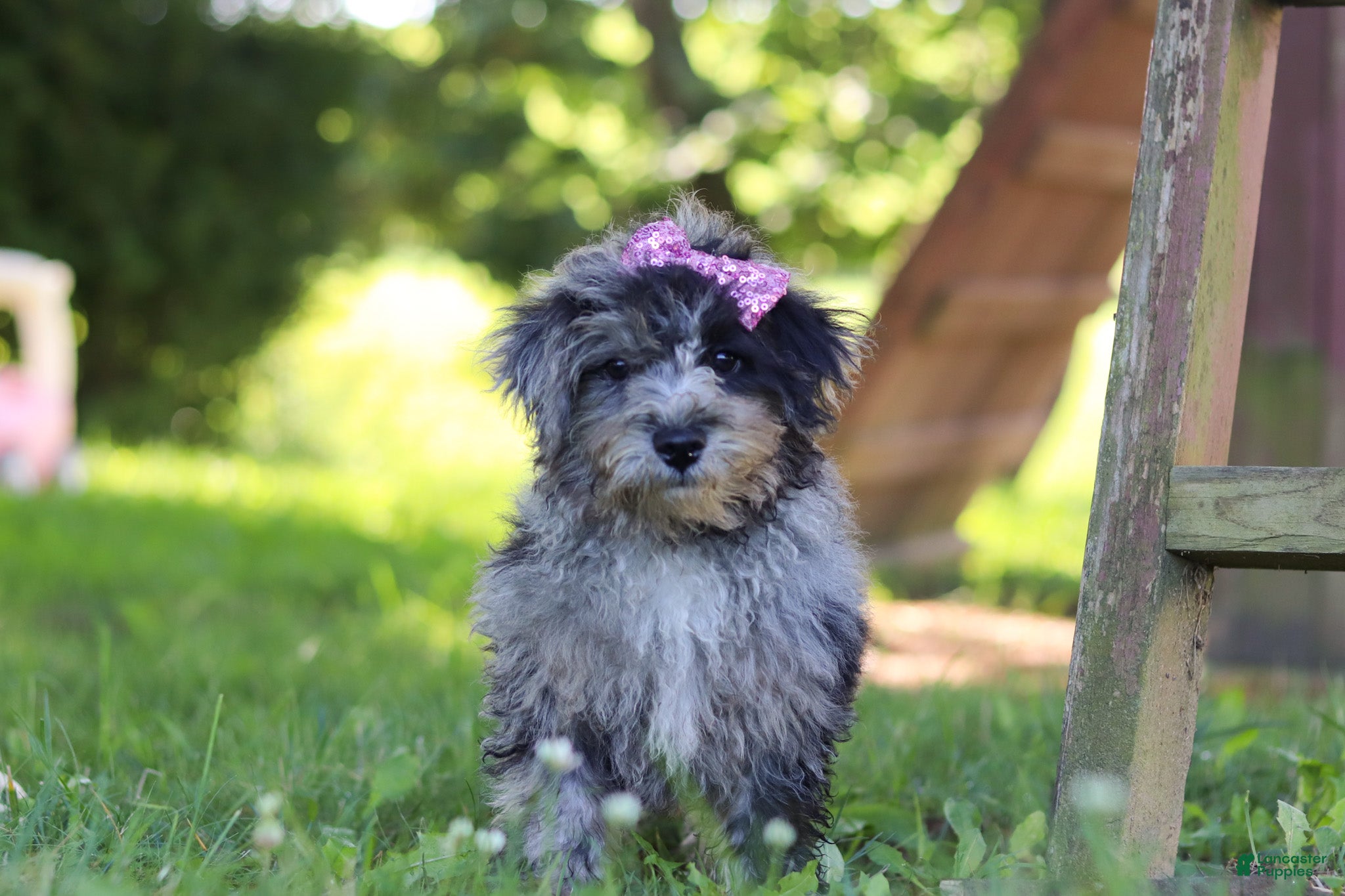 Yorkiepoo dogs Stella - Ad 1