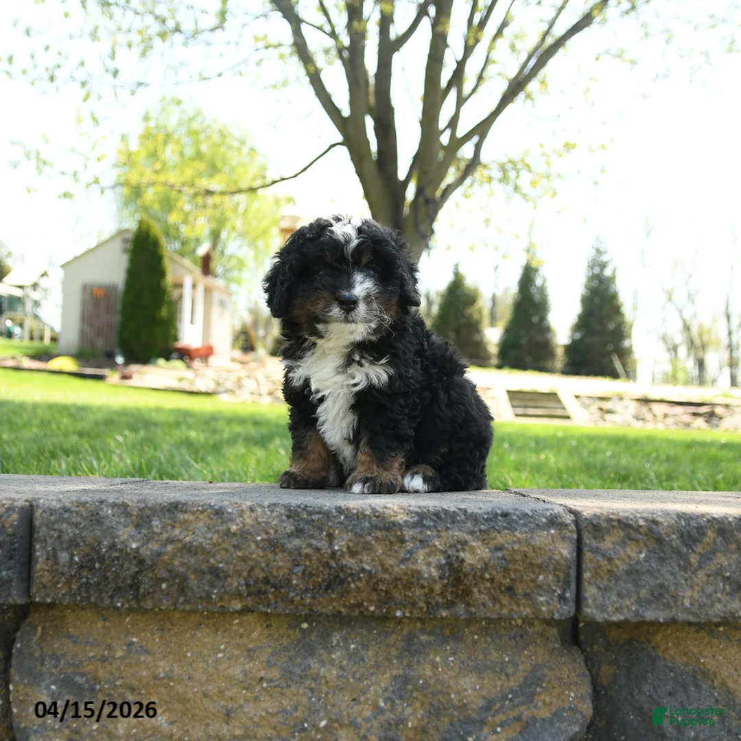Mini Bernedoodle dogs for sale: Doras - Ad 3