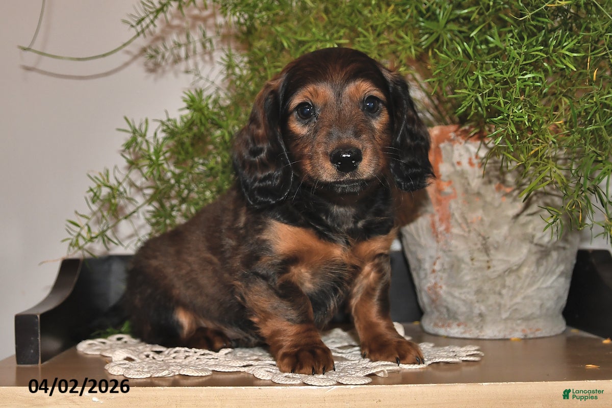 Miniature Dachshund dogs Spencer - Ad 2