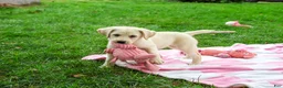 Labrador Retriever dogs for sale: Robin - Ad 2