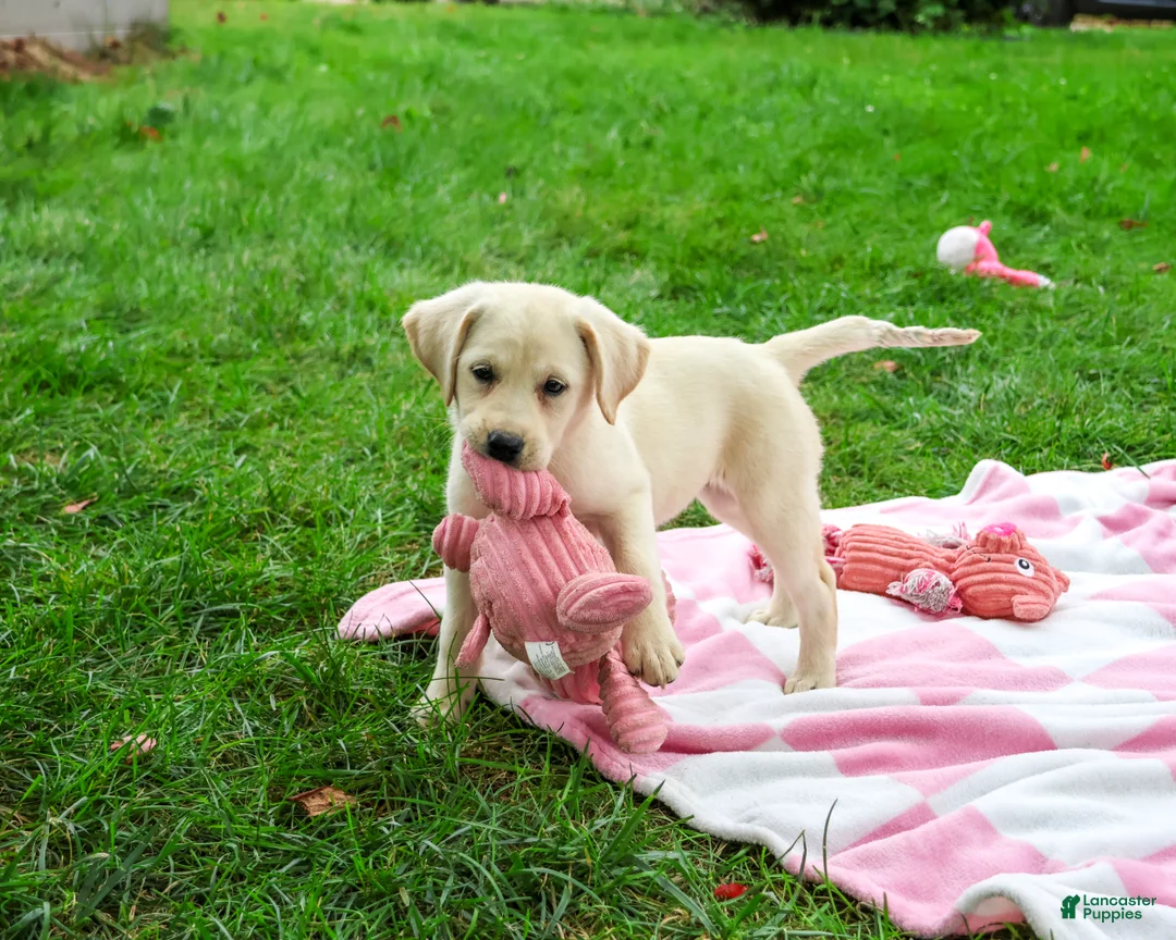 Labrador Retriever dogs for sale: Robin - Ad 2