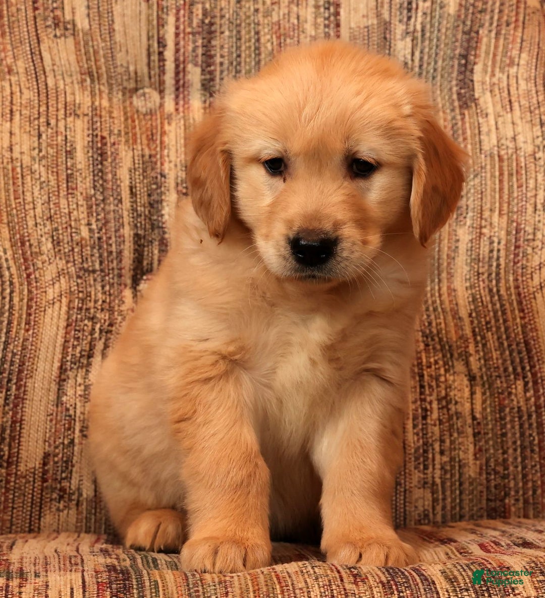 Golden Retriever dogs for sale: Donner - Ad 8