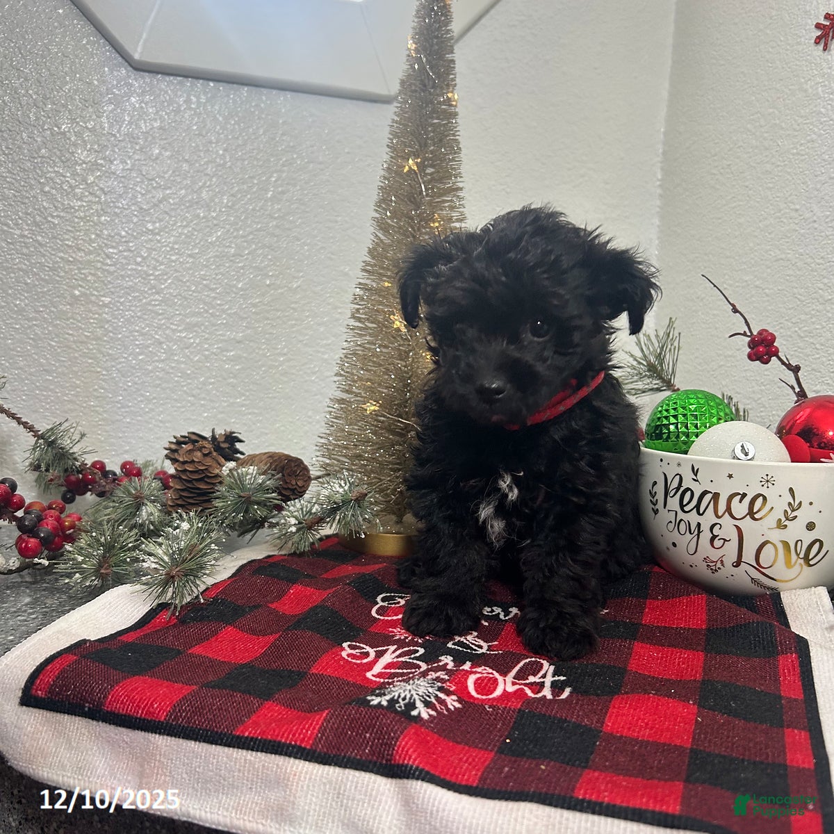 Mixed Breed dogs Bridget - Ad 15