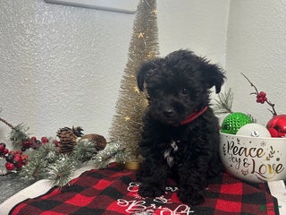 Mixed Breed dogs Bridget - Ad 2