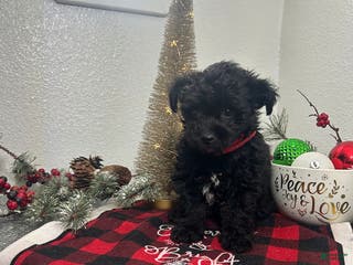 Mixed Breed dogs Bridget - Ad 19