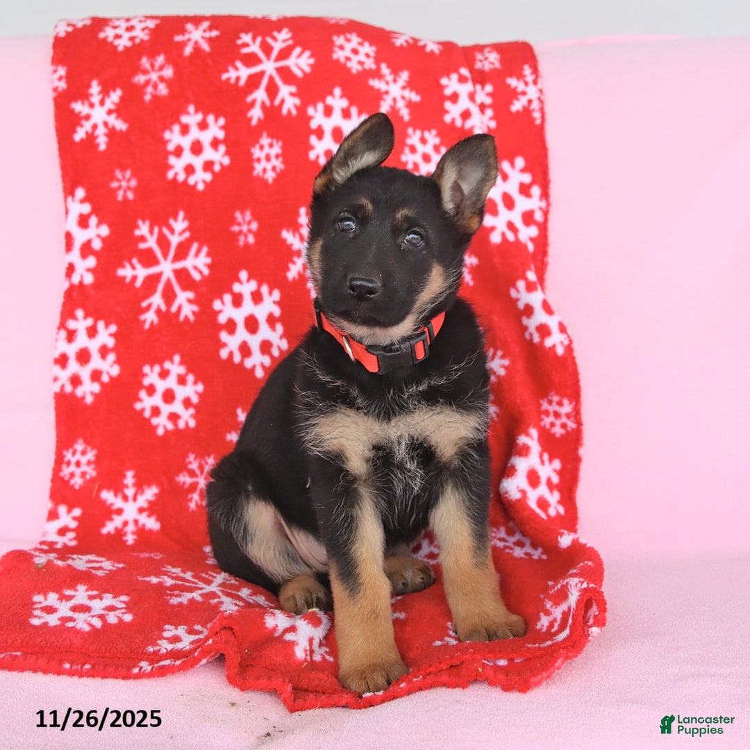 German Shepherd dogs for sale: Cindy - Ad 4