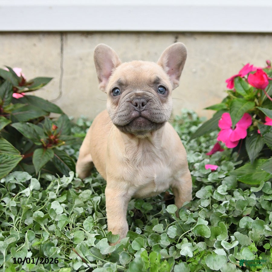 French Bulldog dogs for sale: Fiona - Ad 1