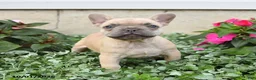 French Bulldog dogs for sale: Fiona - Ad 5