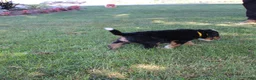 Bernedoodle dogs for sale: Rascal - Ad 4