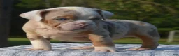 Mixed Breed dogs for sale: Maggie mini hybrid bulldog  - Ad 28
