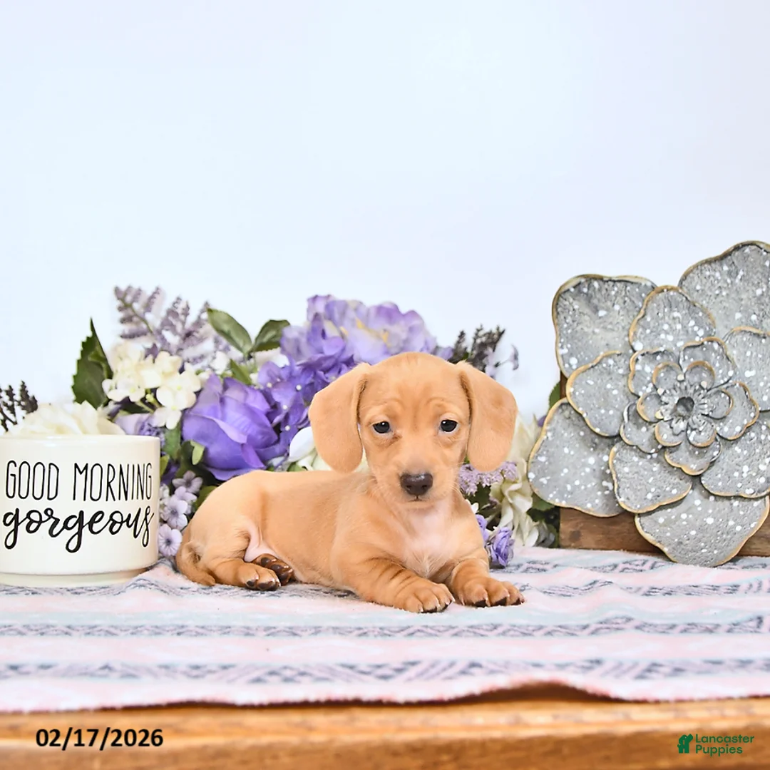 Miniature Dachshund dogs for sale: Taffy - Ad 3