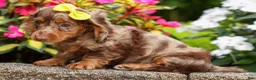 Miniature Dachshund dogs for sale: Ike💙 - Ad 13
