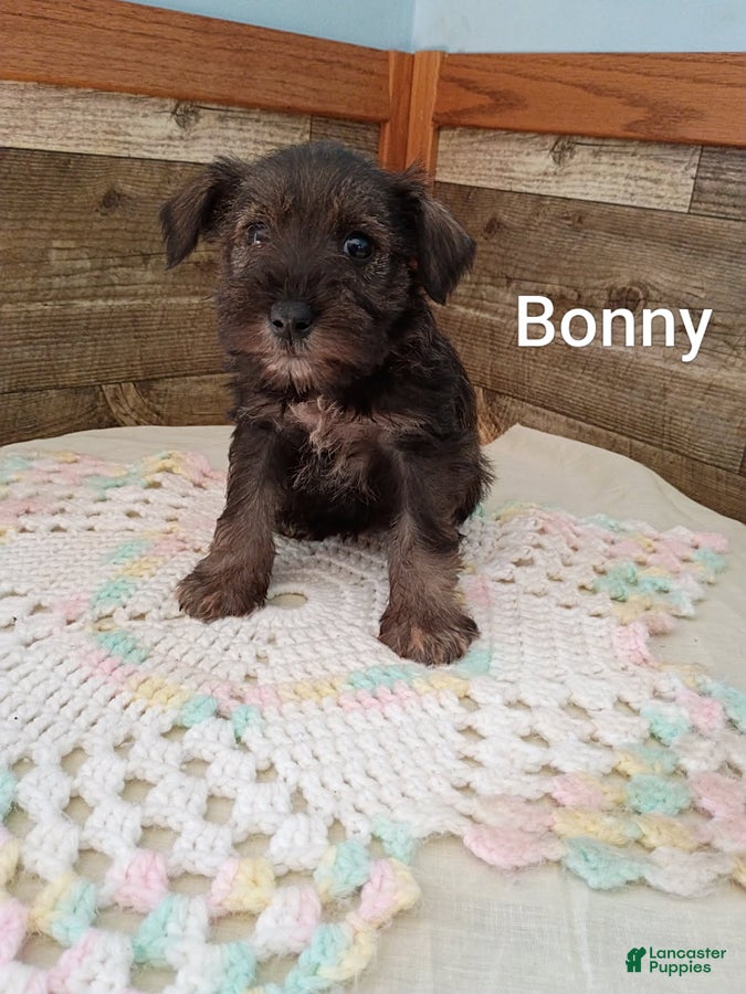 Bonny (Miniature Schnauzer, Female) in Vermontville, MI