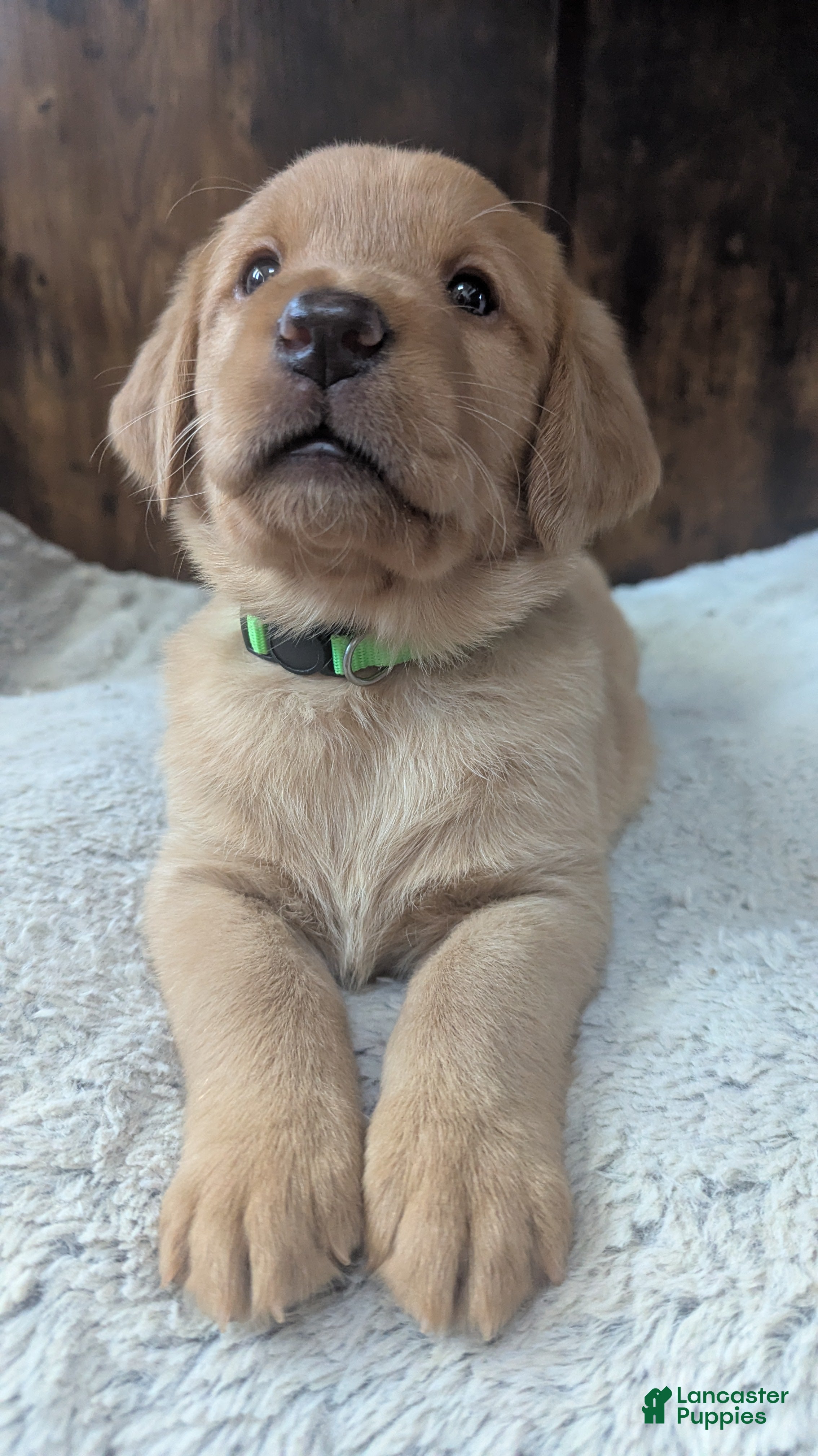 Mixed Breed dogs Charlie - Ad 3