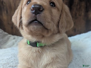 Mixed Breed dogs Charlie - Ad 3