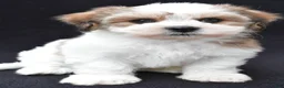 Shihpoo dogs for sale: Riley - Ad 4