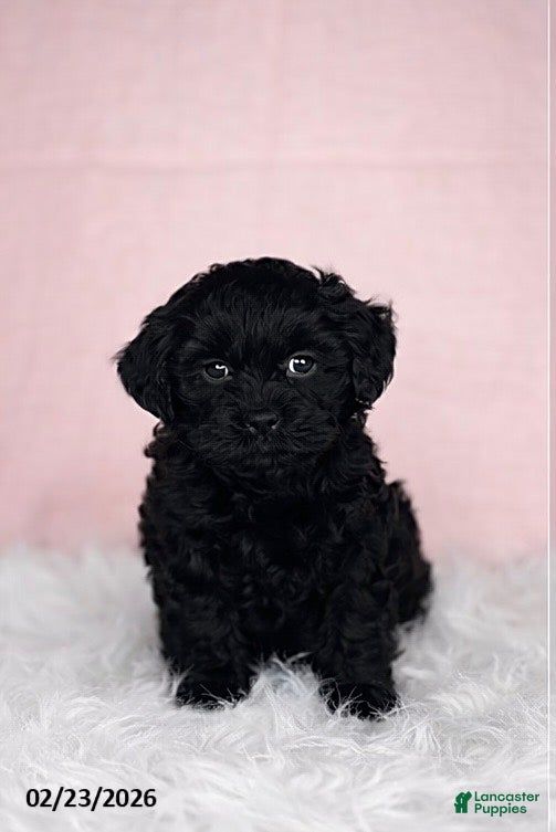 Mixed Breed dogs Millie - Ad 1