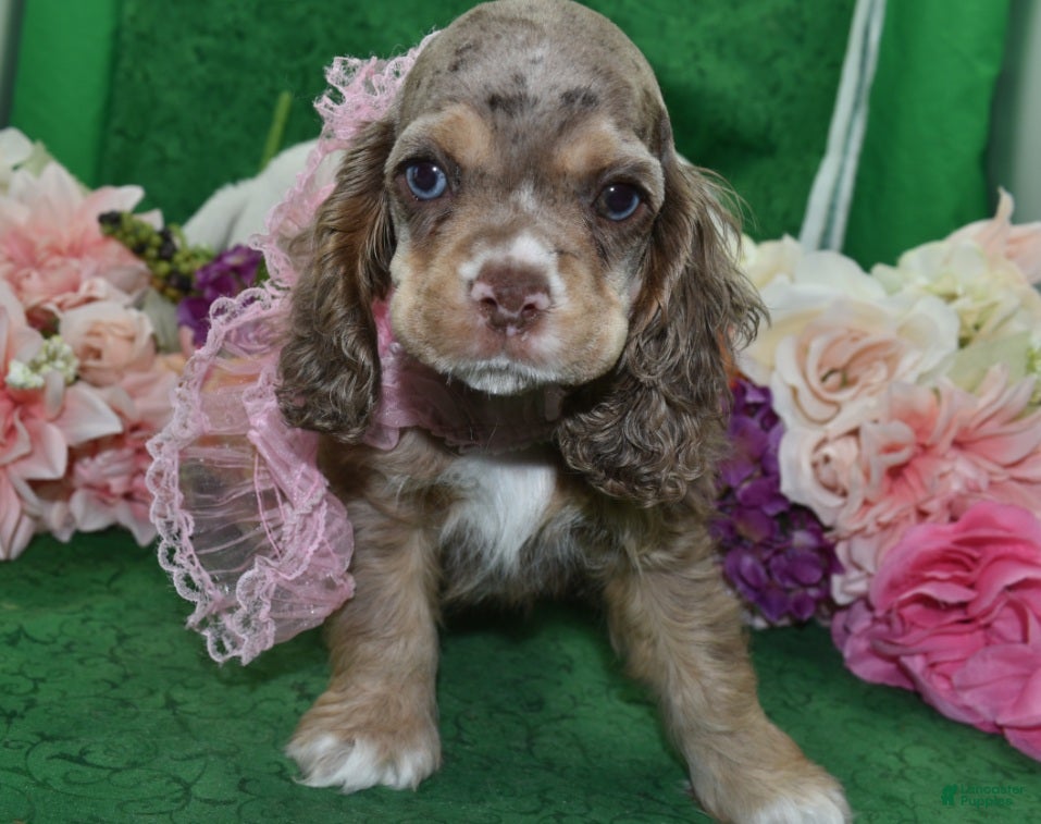 Cocker Spaniel dogs AKC Willow Chocolate Tan Merle American Cocker Spaniel Puppy - Ad 2