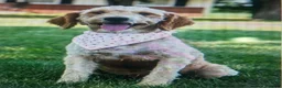 Mini Goldendoodle dogs for sale: Adele - Ad 8