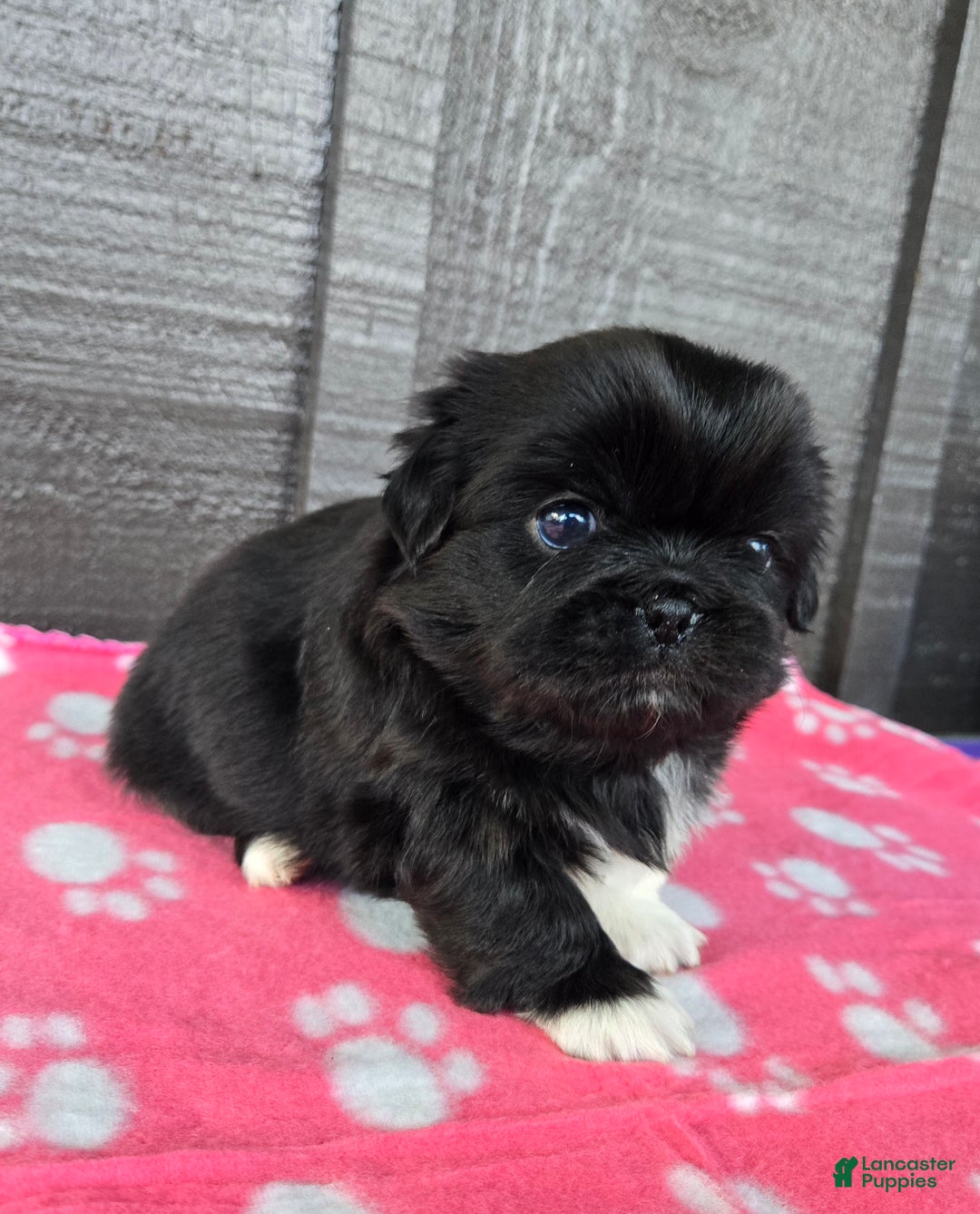 Pekingese dogs for sale: Wednesday  - Ad 2