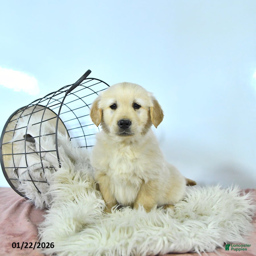 Golden Retriever dogs Teddy - Ad 9
