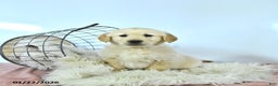 Golden Retriever dogs for sale: Teddy - Ad 1