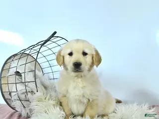 Golden Retriever dogs Teddy - Ad 19