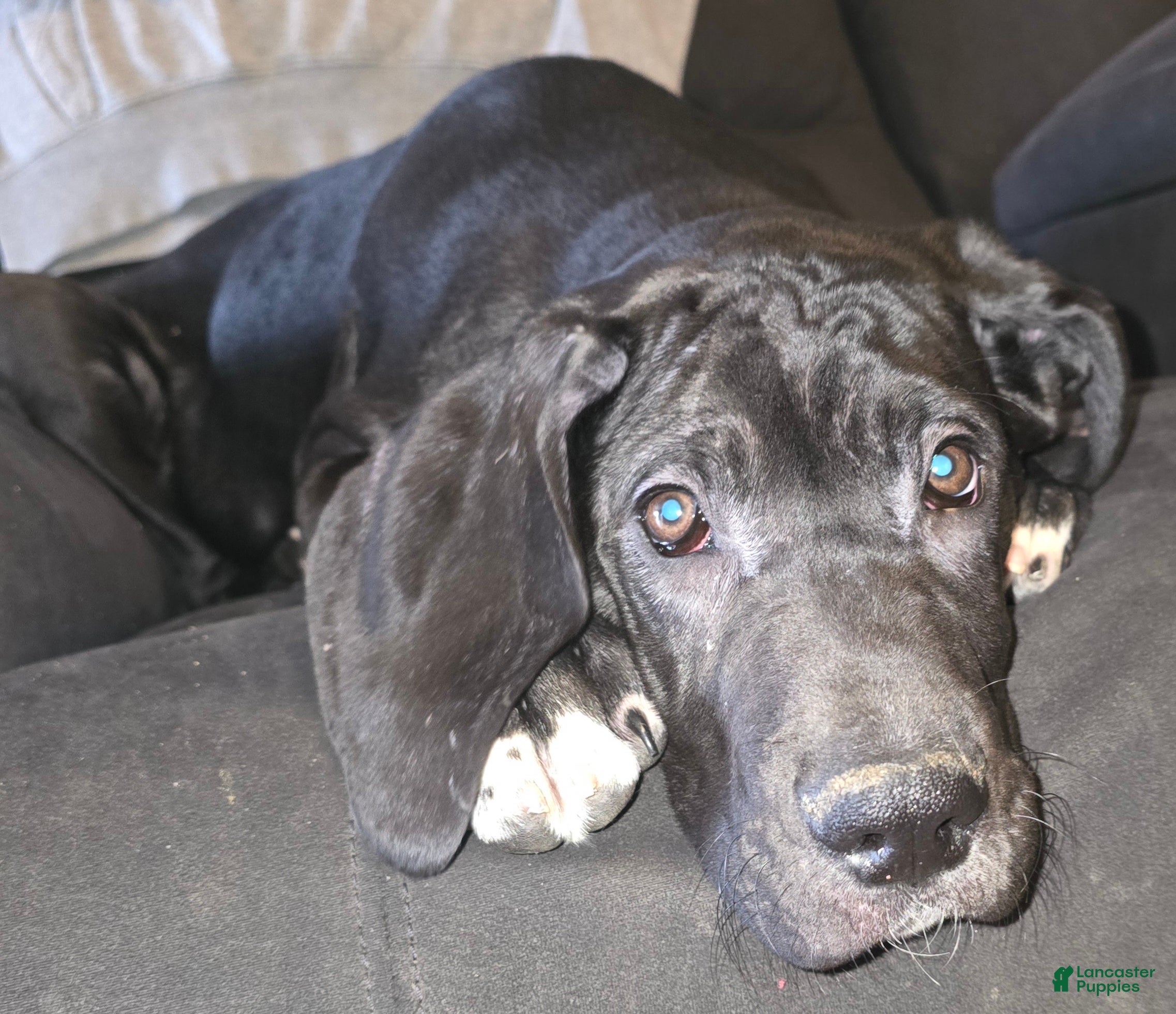 Great Dane dogs Great Dane Puppy 3 - Ad 32