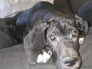 Great Dane dogs Great Dane Puppy 3 - Ad 32
