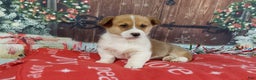 Welsh Corgi Pembroke dogs for sale: Welsh Corgi Pembroke Puppy 2 - Ad 3