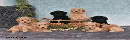 Havapoo dogs for sale: Twinkle - Ad 4