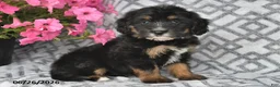 Mini Bernedoodle dogs for sale: Tara - Ad 6