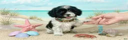Maltipoo dogs for sale: PANDA - Ad 4