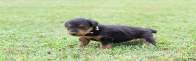 AKC Trina 