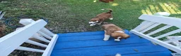 Mixed Breed dogs for sale: Marley - Ad 80