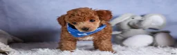 Toy Poodle dogs for sale: Tucker - Ad 12