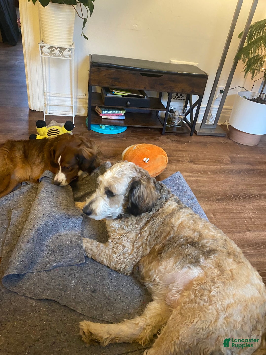 Bernedoodle dogs for sale: Harriet  - Ad 10