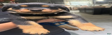 Rottweiler Puppy 1