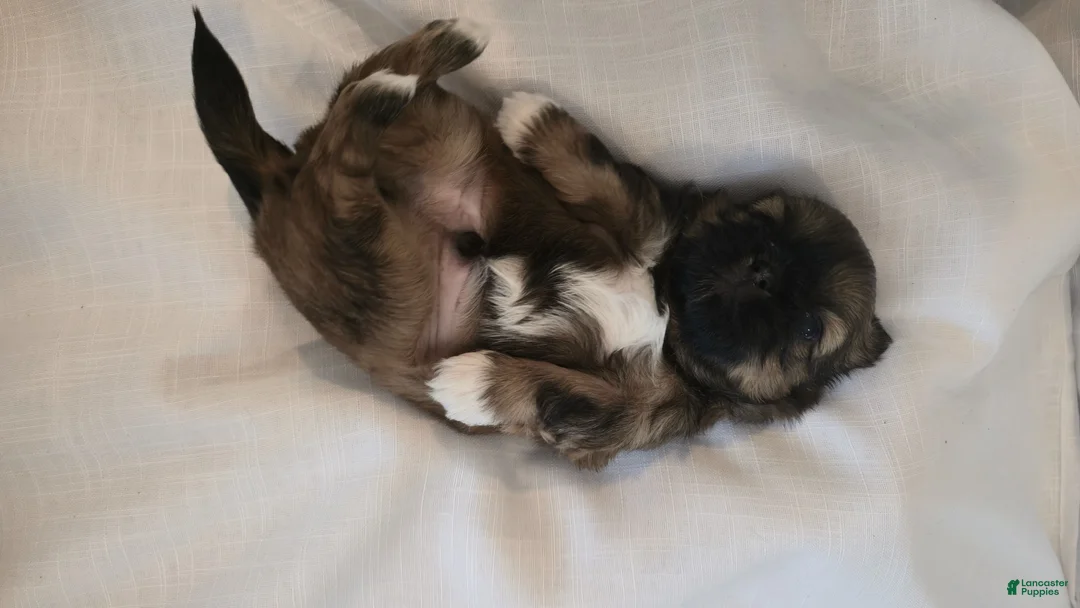 Shih Tzu dogs for sale: Gizmo - Ad 5