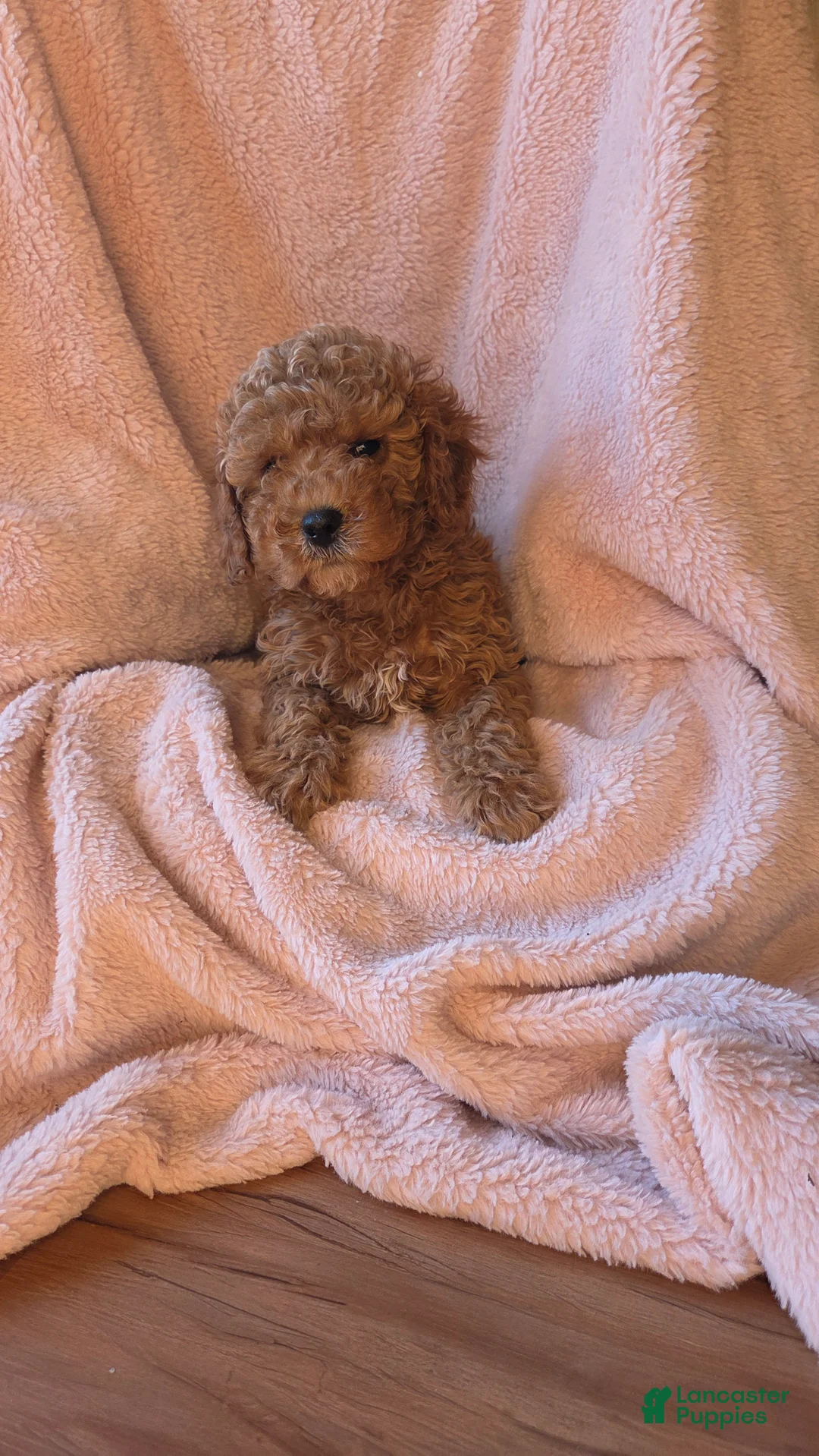 Cavapoo dogs for sale: Milo - Ad 1