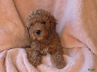 Cavapoo dogs Milo - Ad 16