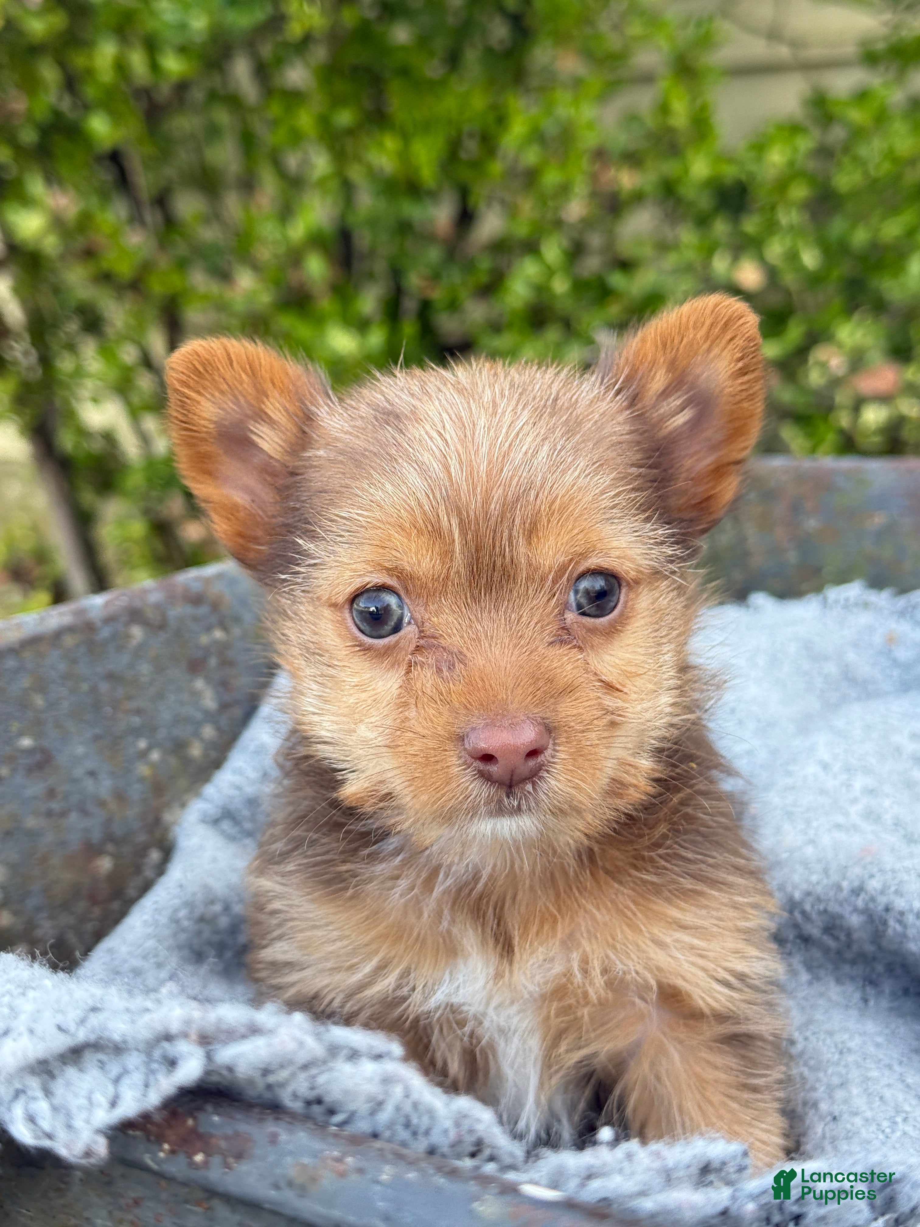 Yorkshire Terrier dogs Mittens - Ad 10