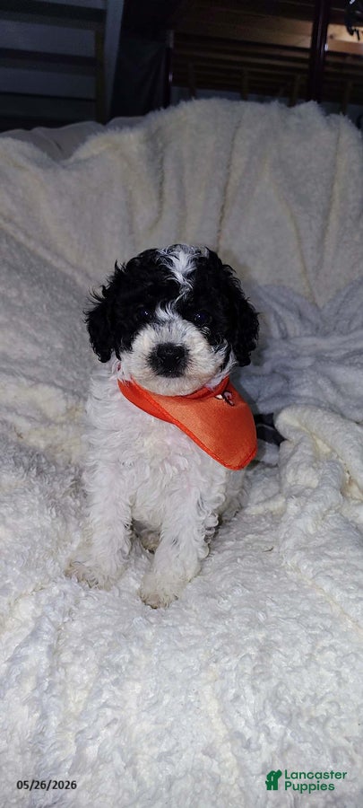 Miniature Poodle dogs Bandit - Ad 1