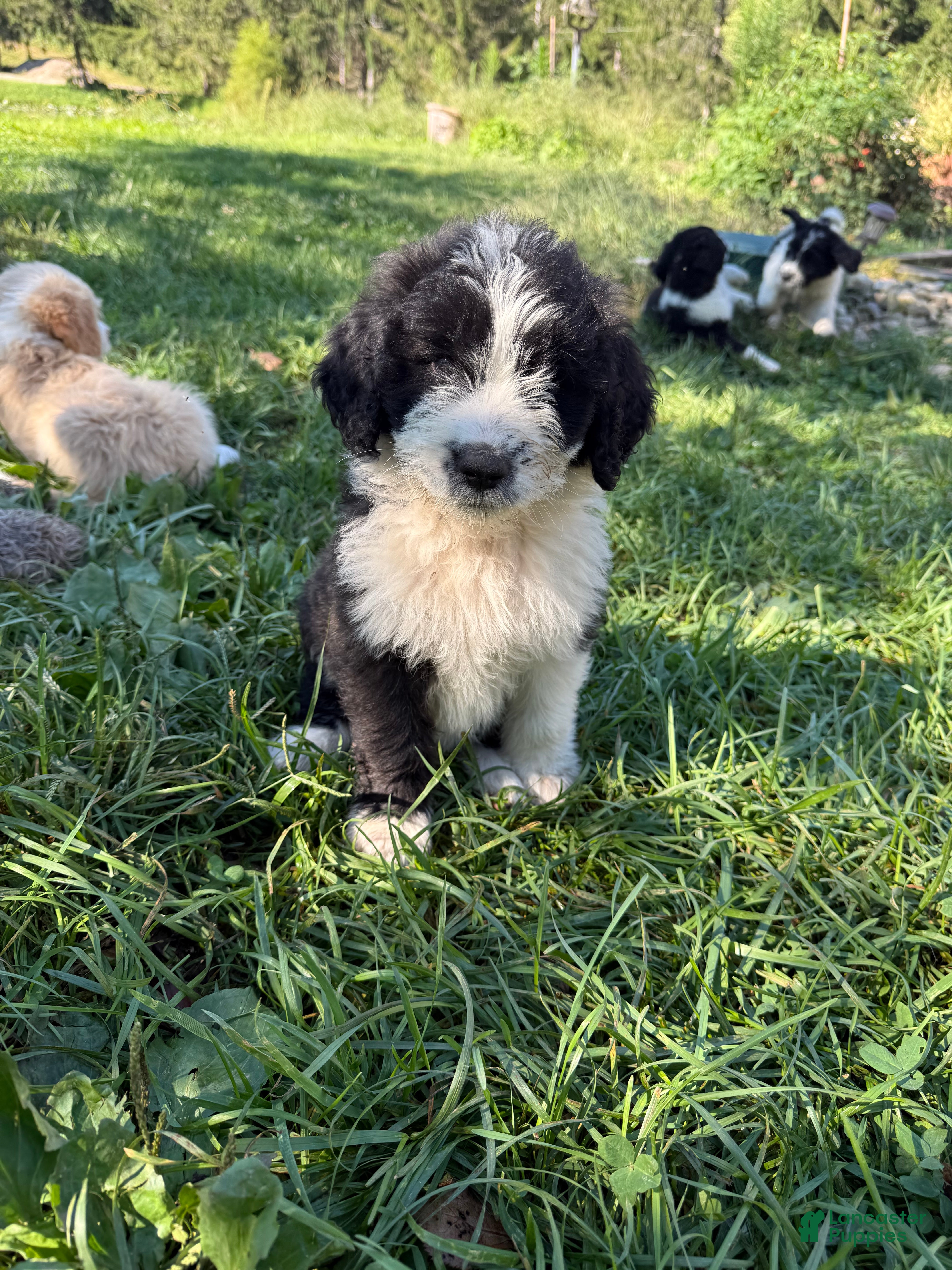 Saint Berdoodles dogs Saint Berdoodles 7 - Ad 13