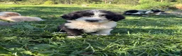 Saint Berdoodles dogs for sale: Saint Berdoodles 7 - Ad 1